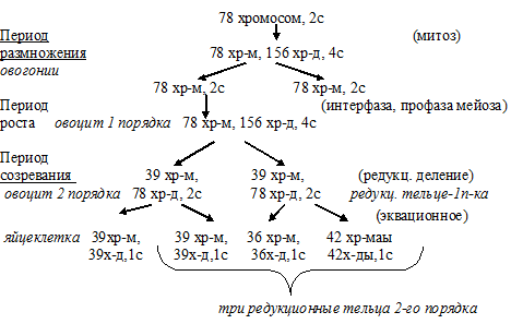 эквационное деление