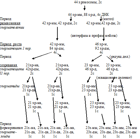 сперматогенез