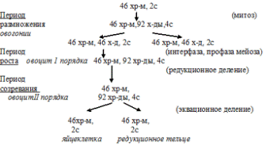 овогенез