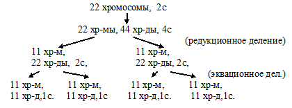 овоциты