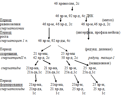 сперматогенез