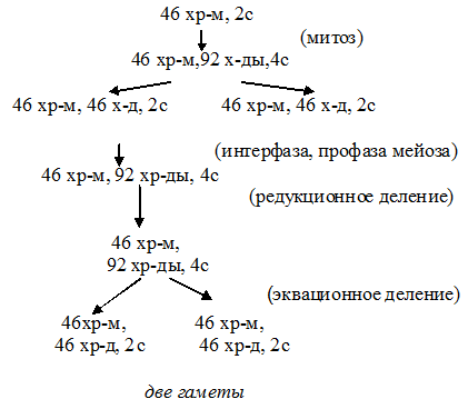 редукционное деление