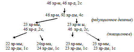 схема мейоза