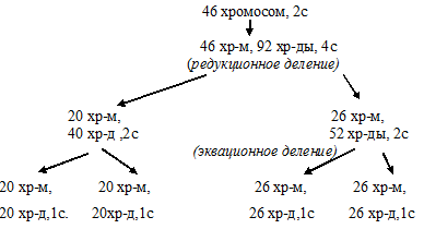 редукционное деление