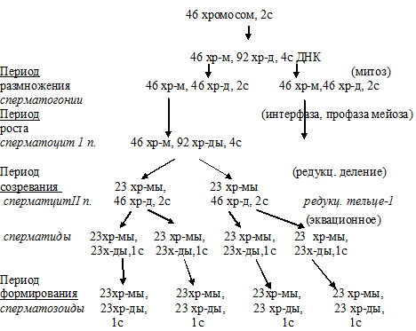 эквационное деление