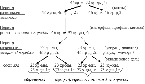 овогенез