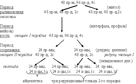 овогенез