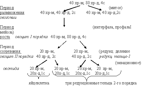 яйцеклетка