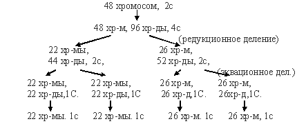 половые клетки