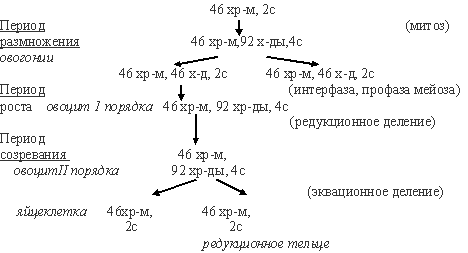 овогенез