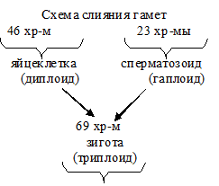 триплоид