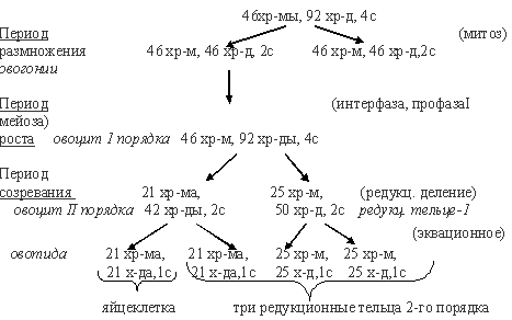 овогенез, овоцит, мейоз