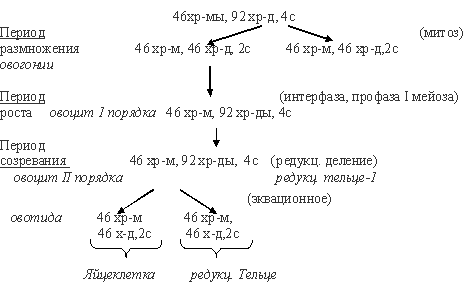 трисомия