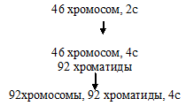 митоз