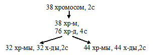 митоз