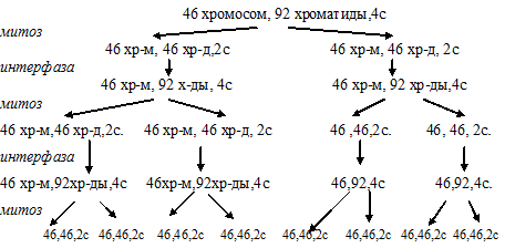 митоз