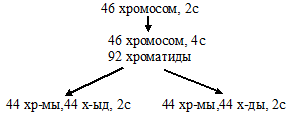 элиминация двух хромосом