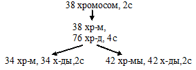 соматические клетки кошки