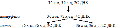 митоз