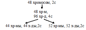 митоз