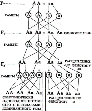 схема дигибридного скрещивания