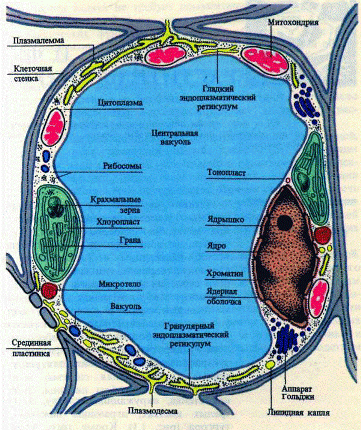 мезофилл листа