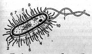 строение бактерии