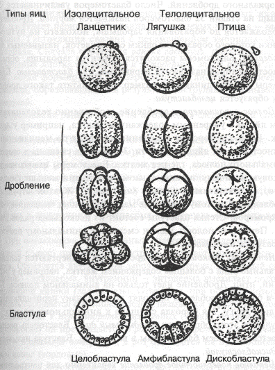 типы дробления бластулы