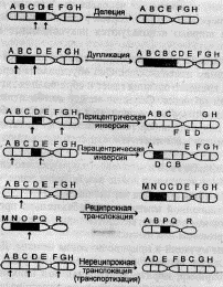 типы хромосомных мутаций