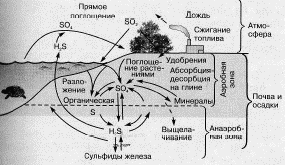 трофические уровни экосистемы