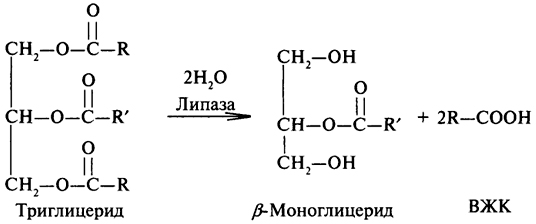 липаза