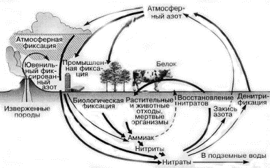 круговорот азота в природе