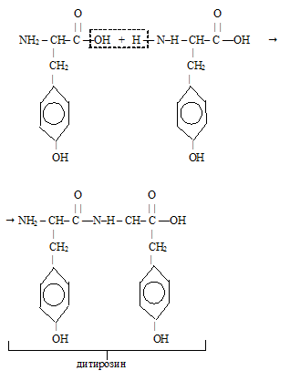 tyrosine, τυροσίνη, 酪氨酸 