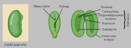 строение семени фасоли