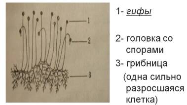 Строение мукора