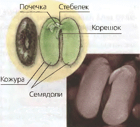 Строение семени фасоли