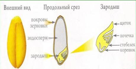 строение семени зпака